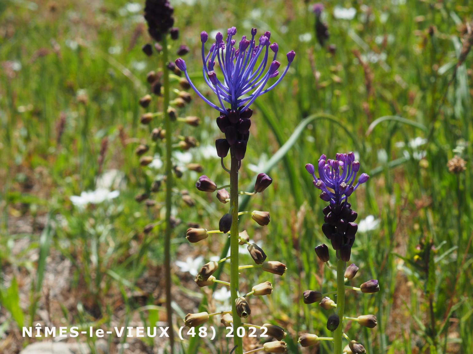 Tassel Hyacinth